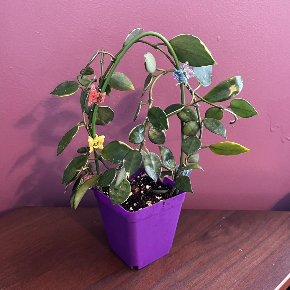 Hoya Lacunosa Asami Clone 2
